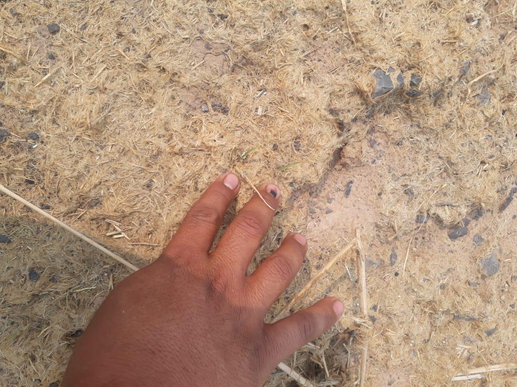 Mano sobre el suelo tratado, con el mulch y los primeros brotes