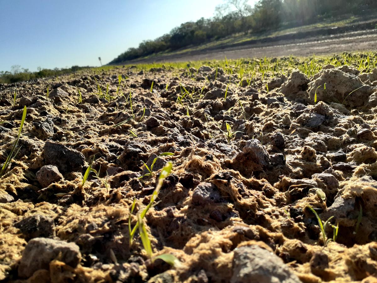 Macro de la germinación entre los terrones