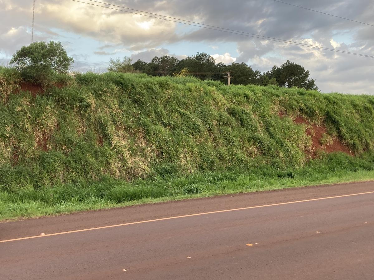 Banquina verde a lo largo del camino, con el cielo despejado