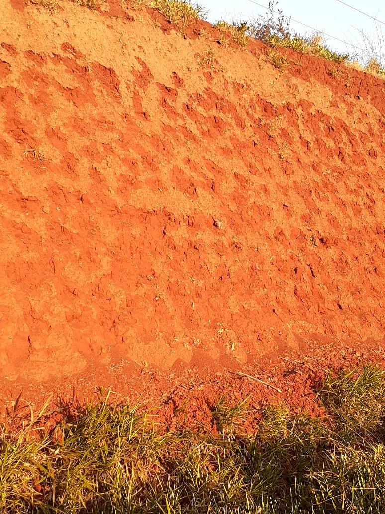 Brotes alineados sobre el talud de tierra roja