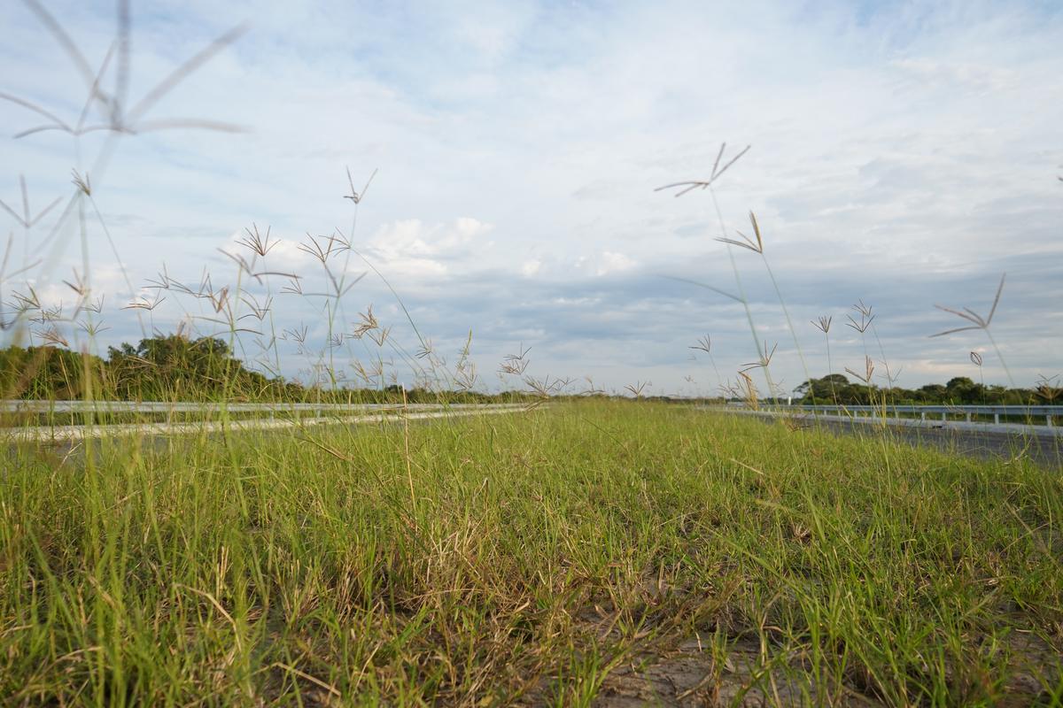 El terraplén verde a lo largo de la calzada