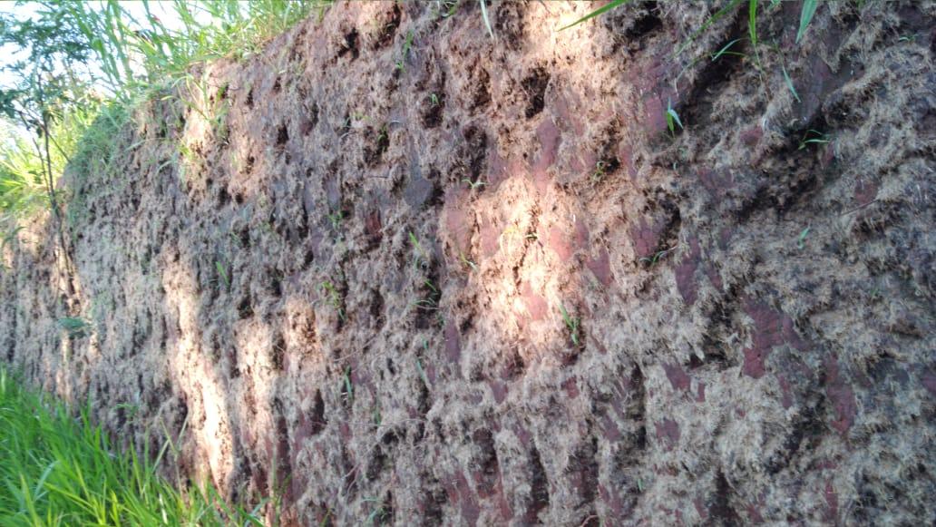 El manto degradándose con el pasto ya establecido