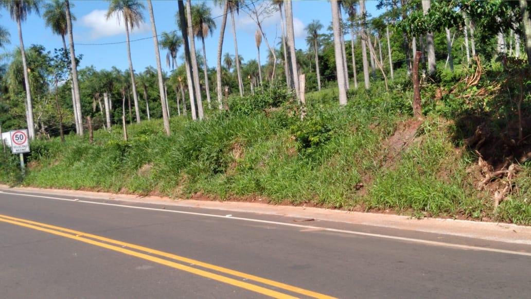 El talud revegetado junto a la ruta, con las palmeras