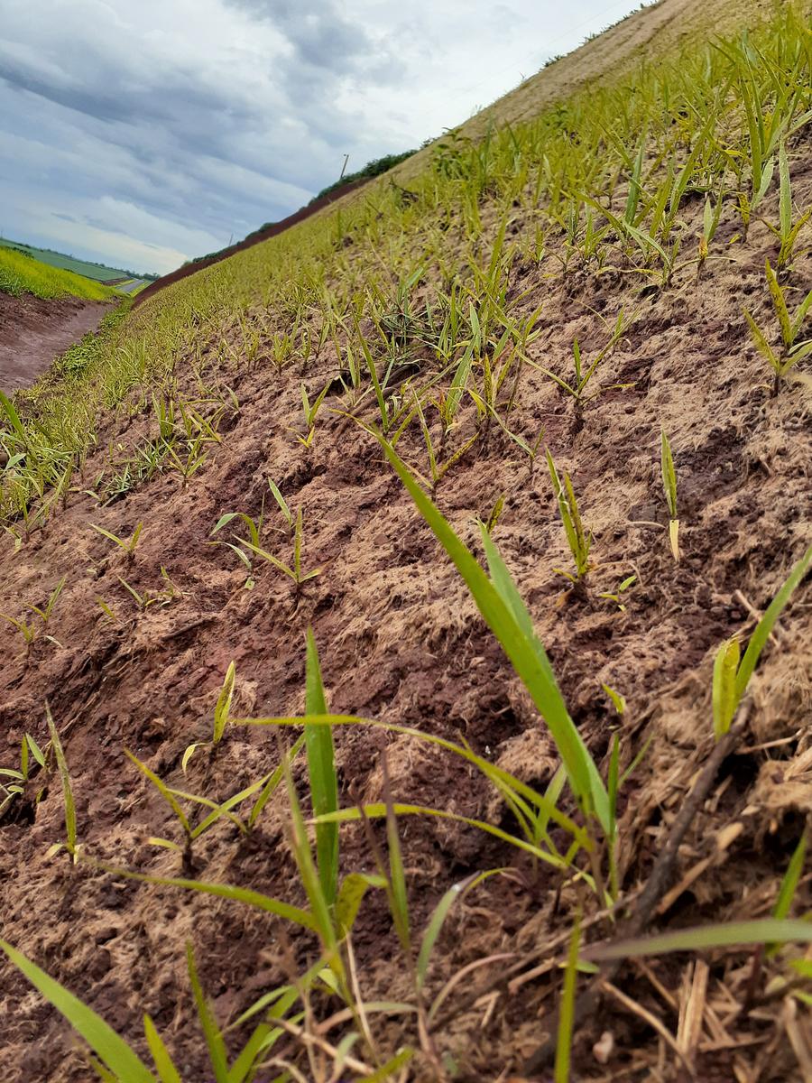 Brotes verdes saliendo del mulch