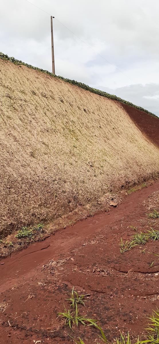 El talud con la vegetación establecida junto al camino