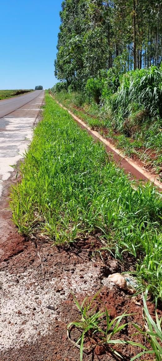 El talud revegetado junto a la ruta