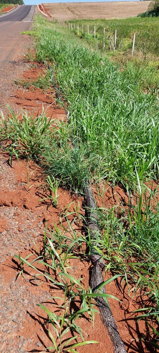 El talud con la vegetación establecida