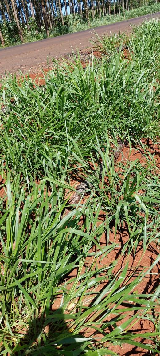 Vegetación densa sobre el talud tratado