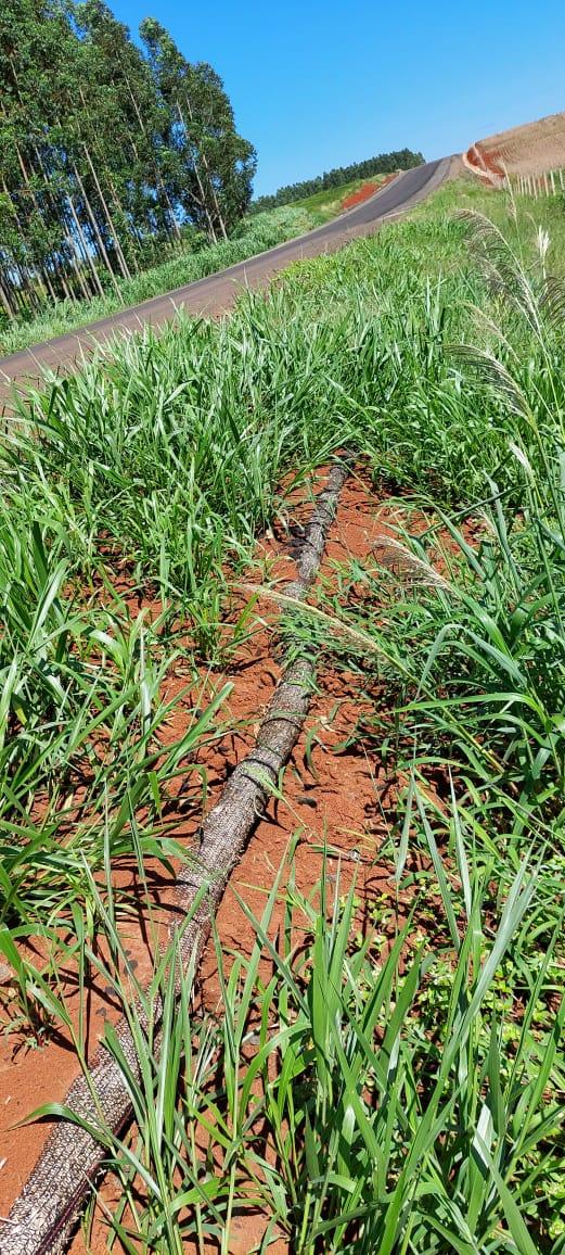 Vegetación establecida sobre el talud tratado