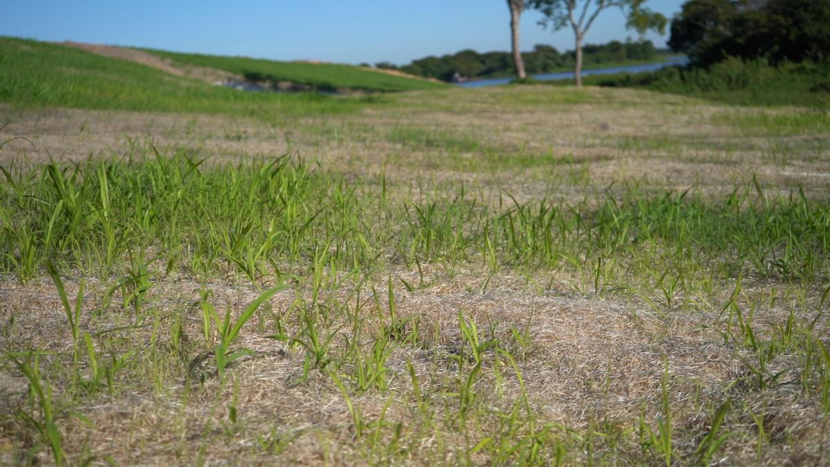 El mulch aplicado sobre el talud, con los primeros brotes