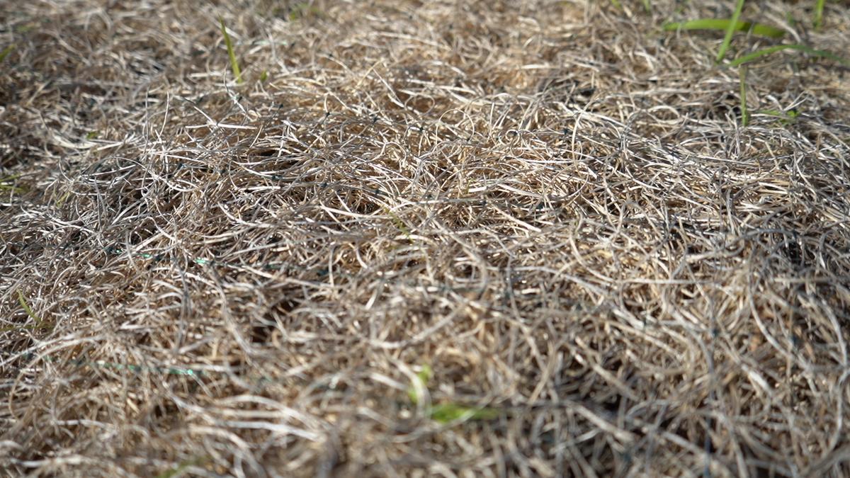 Macro del mulch recién aplicado
